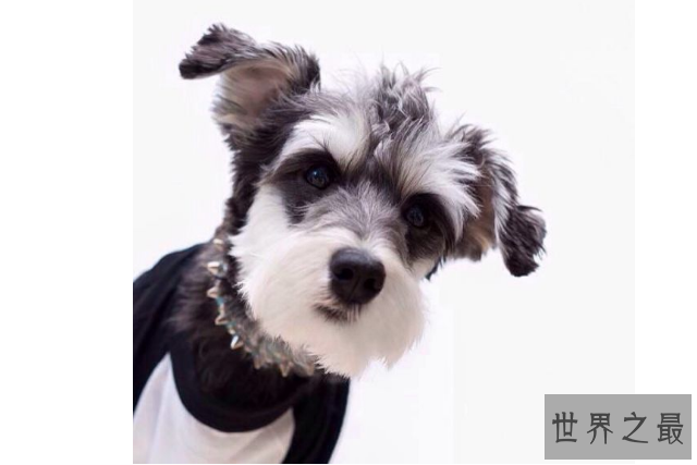 世界最记仇的5种狗 二哈上榜，吉娃娃脾气最大