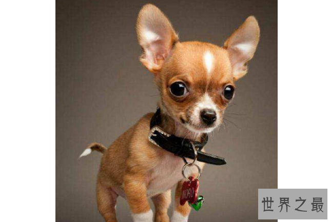 世界最记仇的5种狗 二哈上榜，吉娃娃脾气最大