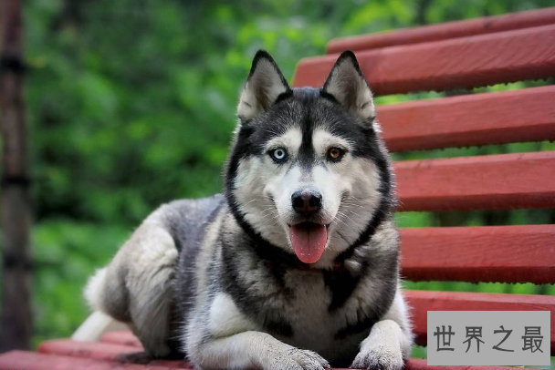 世界最记仇的5种狗 二哈上榜，吉娃娃脾气最大