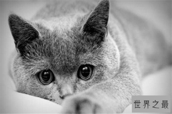 世界十大名猫排行榜 精灵猫全身无毛,第三眼神看着超无辜