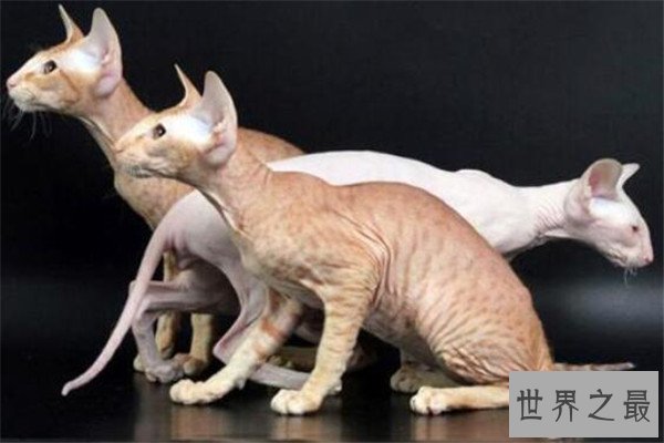 世界十大名猫排行榜 精灵猫全身无毛,第三眼神看着超无辜