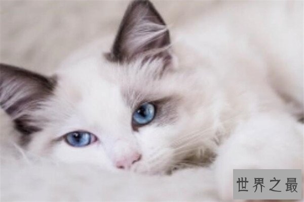 世界十大名猫排行榜 精灵猫全身无毛,第三眼神看着超无辜