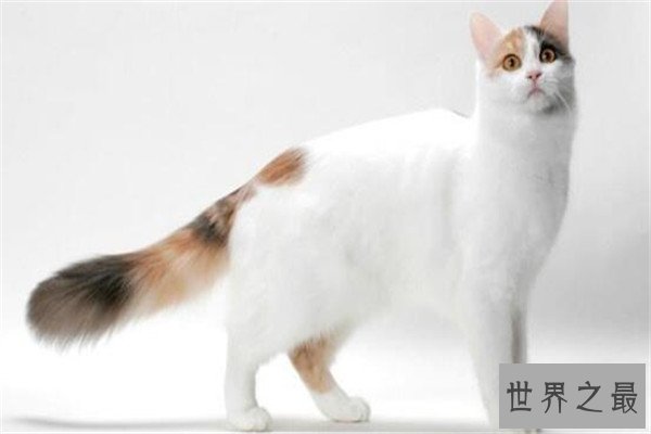 世界十大名猫排行榜 精灵猫全身无毛,第三眼神看着超无辜