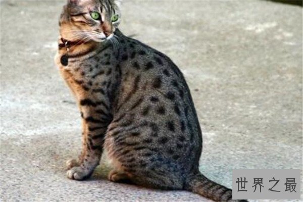 世界十大名猫排行榜 精灵猫全身无毛,第三眼神看着超无辜