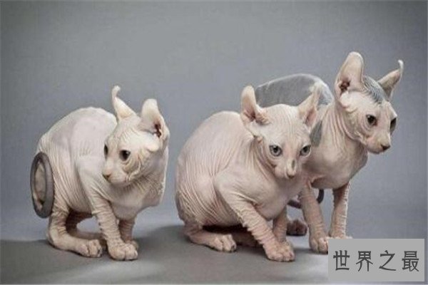 世界十大名猫排行榜 精灵猫全身无毛,第三眼神看着超无辜