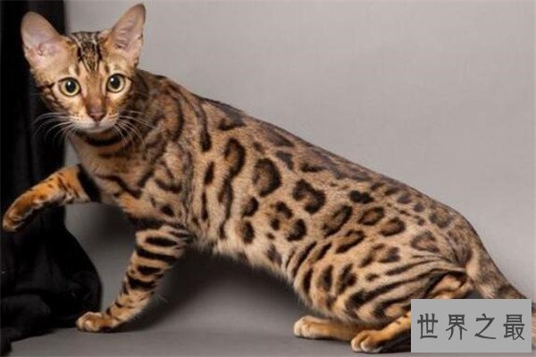 世界十大名猫排行榜 精灵猫全身无毛,第三眼神看着超无辜