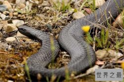 世界十大毒蛇 非洲树蛇外形很惊艳，第五0.02毫克便会致命