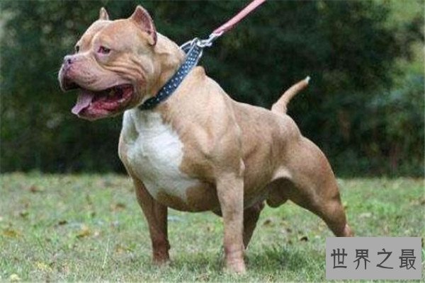 世界十大最凶猛的军犬 中国昆明犬上榜，个个凶猛无比