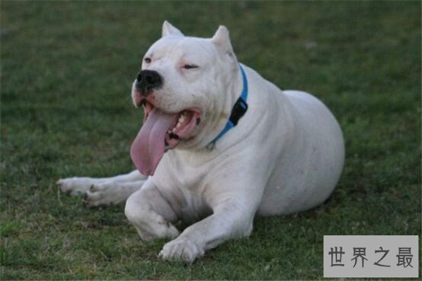 世界十大最凶猛的军犬 中国昆明犬上榜，个个凶猛无比