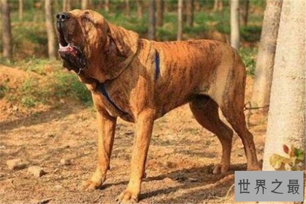世界十大最凶猛的军犬 中国昆明犬上榜，个个凶猛无比