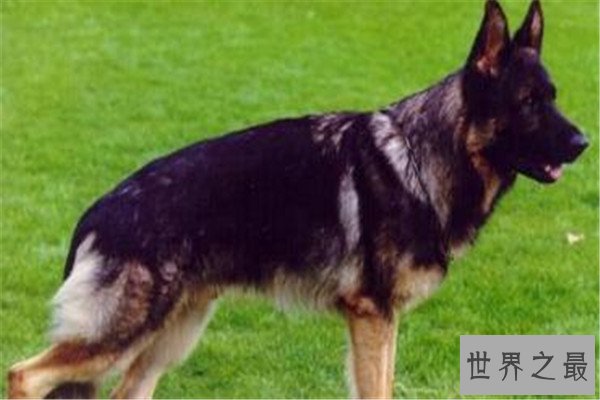 世界十大最凶猛的军犬 中国昆明犬上榜，个个凶猛无比