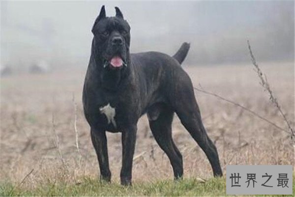 世界十大最凶猛的军犬 中国昆明犬上榜，个个凶猛无比