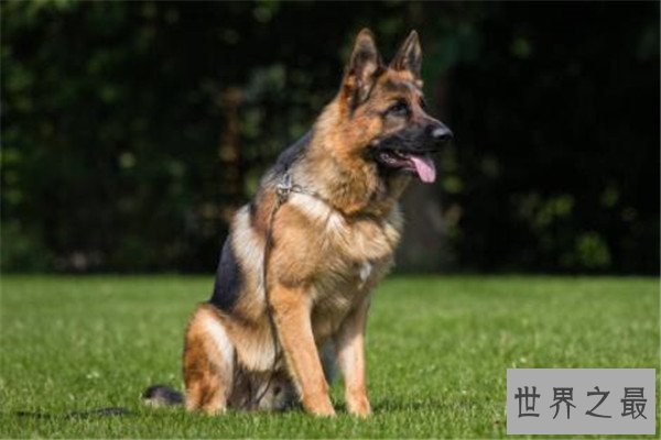 世界十大最凶猛的军犬 中国昆明犬上榜，个个凶猛无比