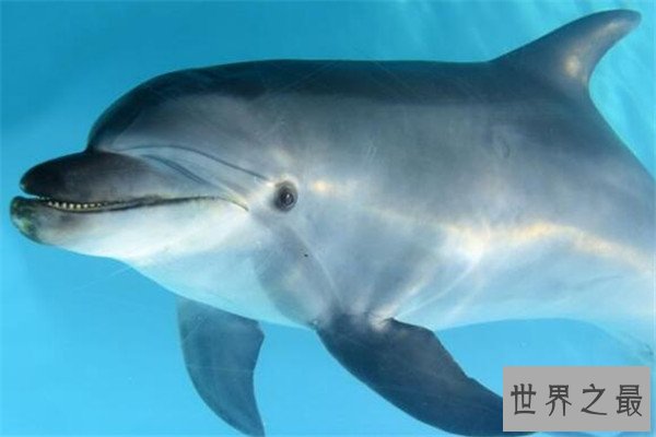 世界十大智商最高的动物 猪上榜,第三和人类DNA有99%相似之处