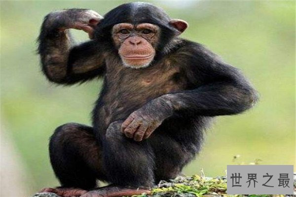 世界十大智商最高的动物 猪上榜,第三和人类DNA有99%相似之处