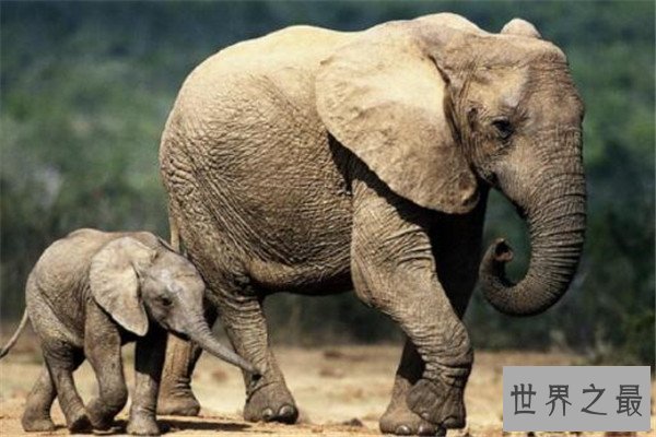 世界十大智商最高的动物 猪上榜,第三和人类DNA有99%相似之处