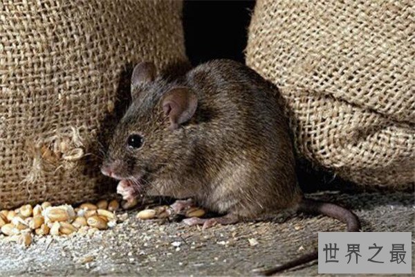 世界十大智商最高的动物 猪上榜,第三和人类DNA有99%相似之处