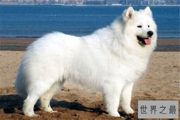 世界十大智商最高的动物 猪上榜,第三和人类DNA有99%相似之处