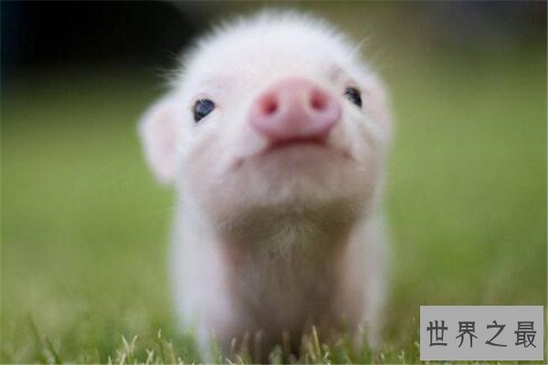 世界十大智商最高的动物 猪上榜,第三和人类DNA有99%相似之处