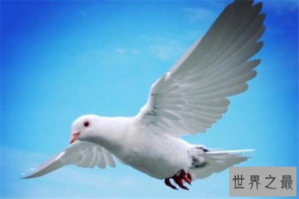 世界十大智商最高的动物 猪上榜,第三和人类DNA有99%相似之处