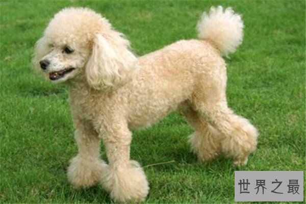 世界十大名犬智商排名 边境牧羊犬智商等同于八岁小孩