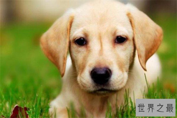 世界十大名犬智商排名 边境牧羊犬智商等同于八岁小孩