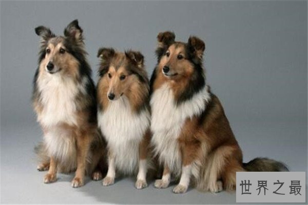 世界十大名犬智商排名 边境牧羊犬智商等同于八岁小孩