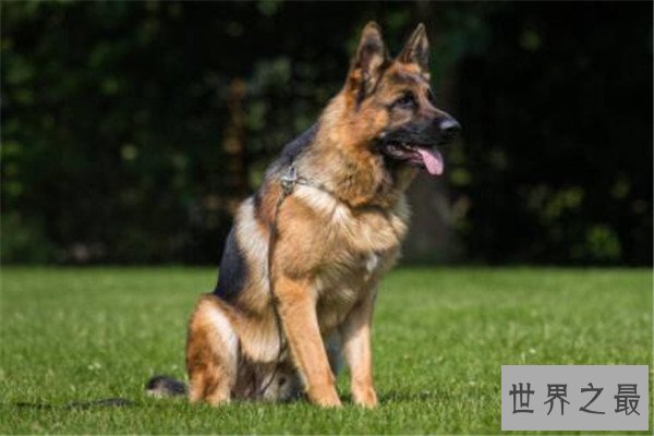 世界十大名犬智商排名 边境牧羊犬智商等同于八岁小孩