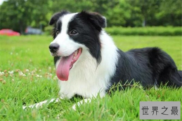 世界十大名犬智商排名 边境牧羊犬智商等同于八岁小孩