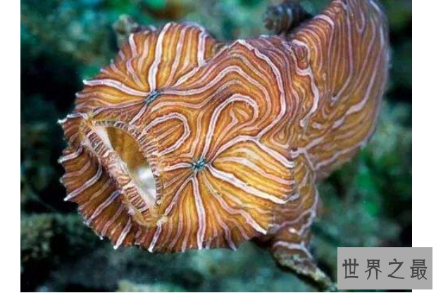 世界十大最古怪的鱼 食人鱼上榜，第一像女巫