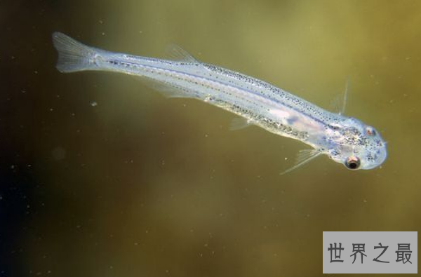 世界十大最古怪的鱼 食人鱼上榜，第一像女巫
