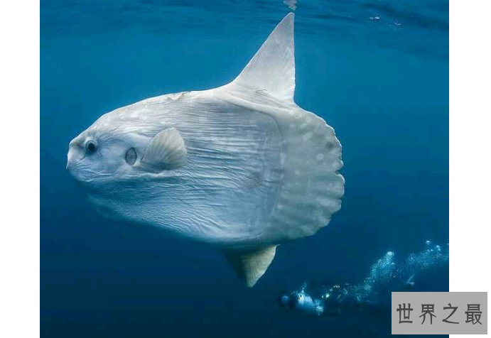 世界十大最古怪的鱼 食人鱼上榜，第一像女巫