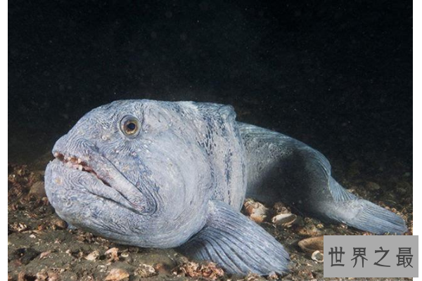 世界十大最古怪的鱼 食人鱼上榜，第一像女巫