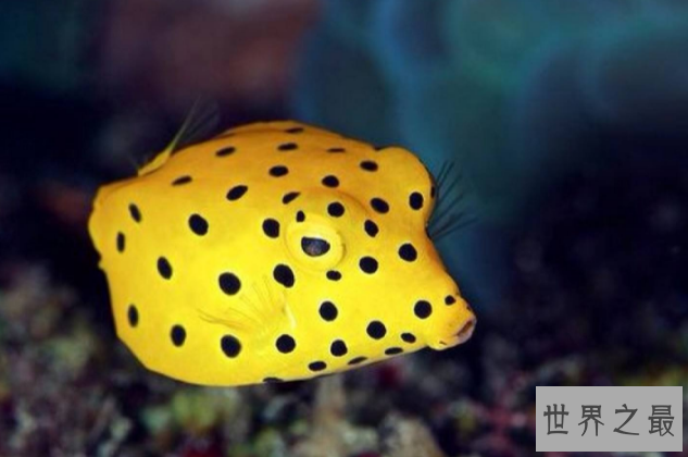 世界十大最古怪的鱼 食人鱼上榜，第一像女巫