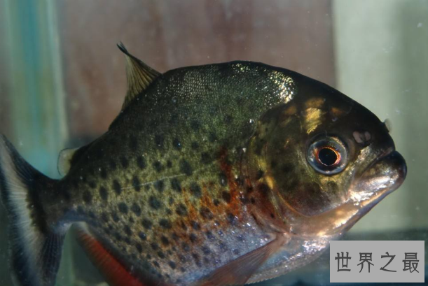 世界十大最古怪的鱼 食人鱼上榜，第一像女巫