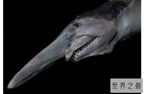 世界十大最古怪的鱼 食人鱼上榜，第一像女巫