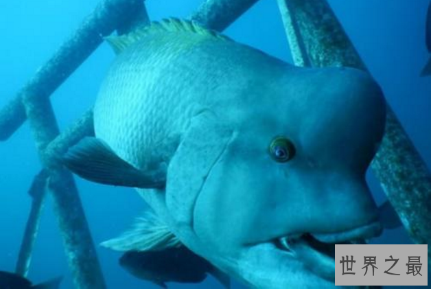 世界十大最古怪的鱼 食人鱼上榜，第一像女巫