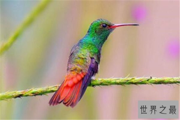 世界十大最萌最可爱动物 吸蜜蜂鸟上榜，懒猴性情超凶猛