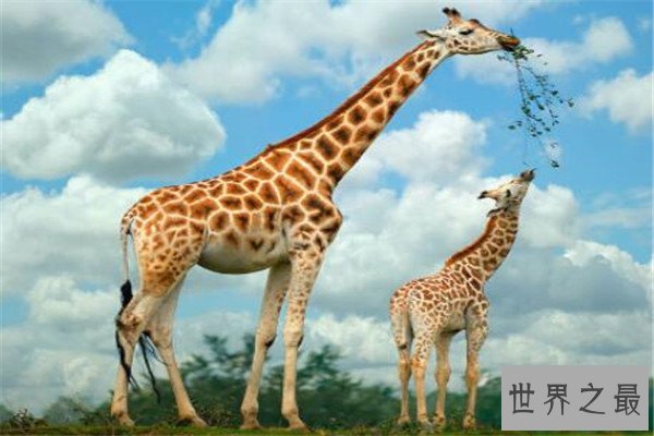 世界十大最萌最可爱动物 吸蜜蜂鸟上榜，懒猴性情超凶猛