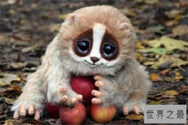 世界十大最萌最可爱动物 吸蜜蜂鸟上榜，懒猴性情超凶猛