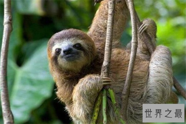 世界十大最萌最可爱动物 吸蜜蜂鸟上榜，懒猴性情超凶猛