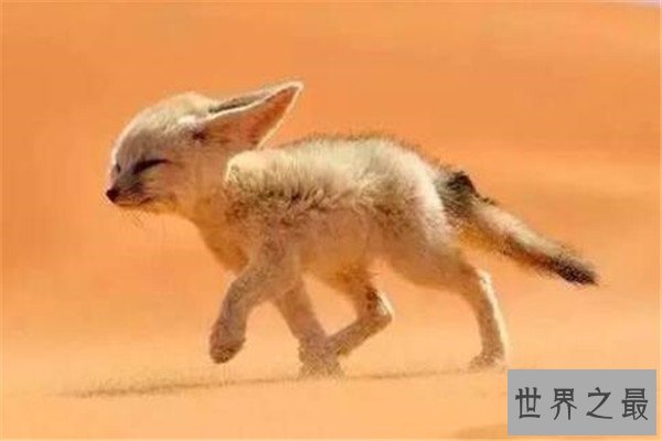 世界十大最萌最可爱动物 吸蜜蜂鸟上榜，懒猴性情超凶猛