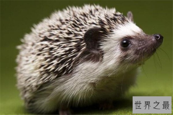 世界十大最萌最可爱动物 吸蜜蜂鸟上榜，懒猴性情超凶猛