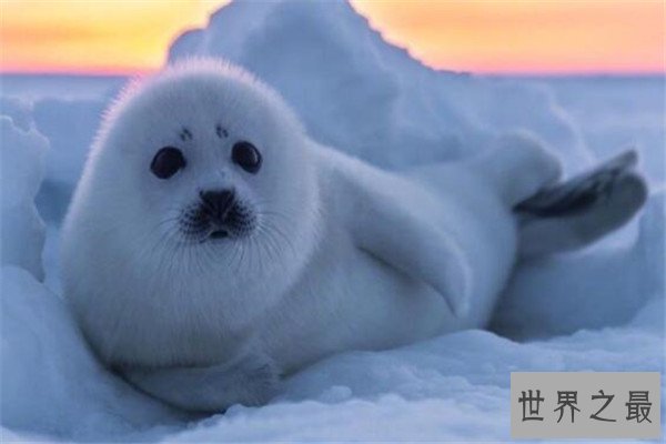 世界十大最萌最可爱动物 吸蜜蜂鸟上榜，懒猴性情超凶猛