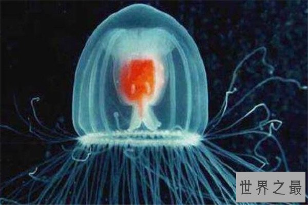 世界十大最长寿动物 乌龟无疑上榜但是最长寿的,第一能永生