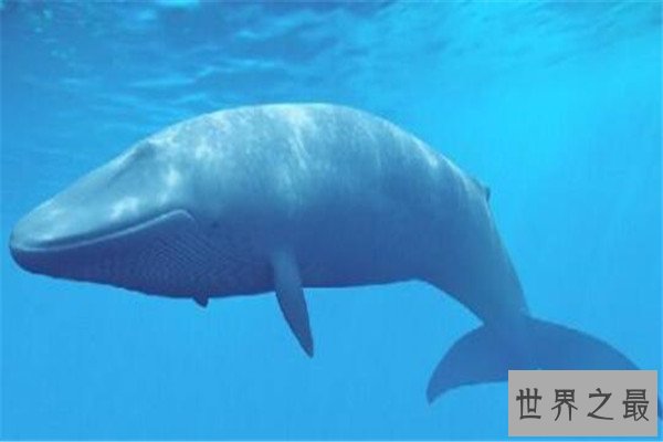 世界十大最长寿动物 乌龟无疑上榜但是最长寿的,第一能永生