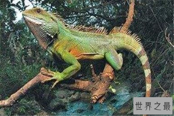 世界十大最长寿动物 乌龟无疑上榜但是最长寿的,第一能永生