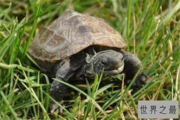世界十大最长寿动物 乌龟无疑上榜但是最长寿的,第一能永生