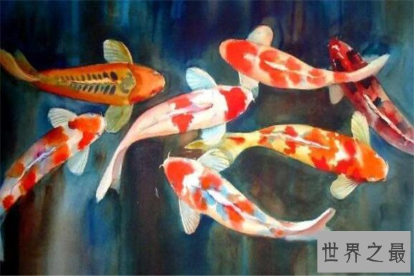 世界十大最长寿动物 乌龟无疑上榜但是最长寿的,第一能永生