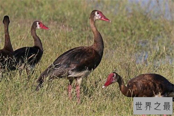世界十大最快的动物 褐雨燕翅膀如镰刀,榜首速度秒虐好多跑车